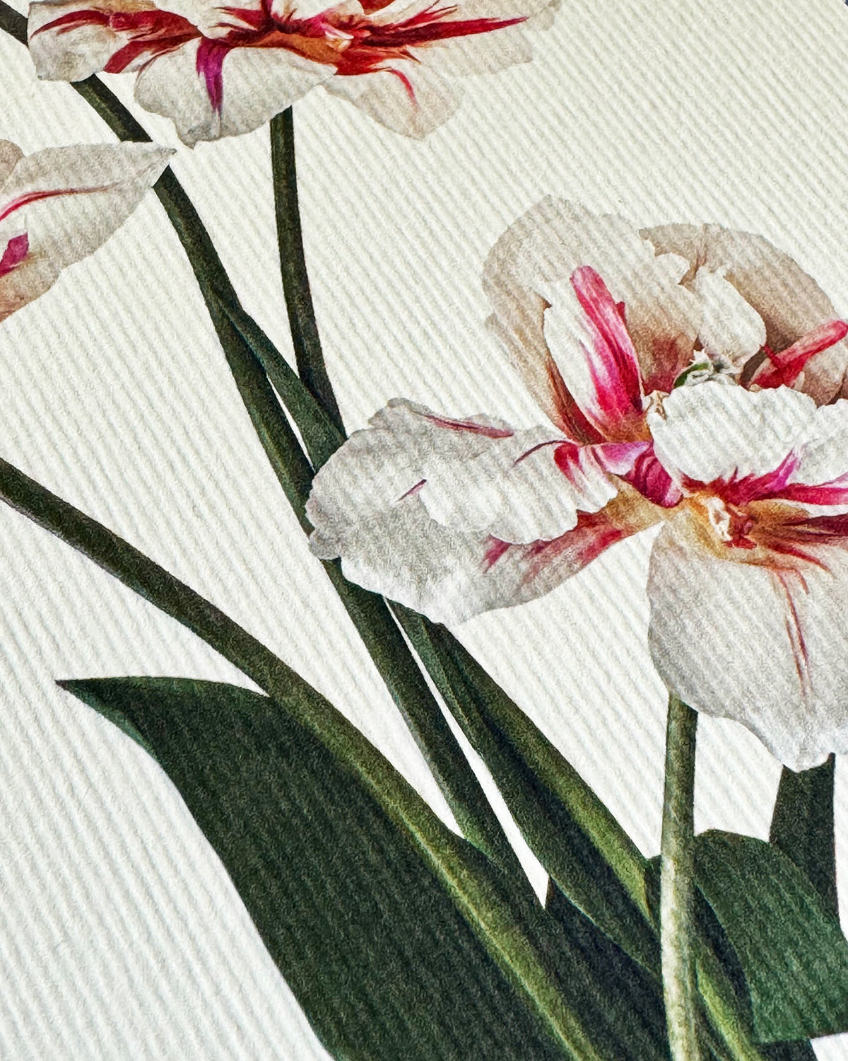 Tulips Greeting Card