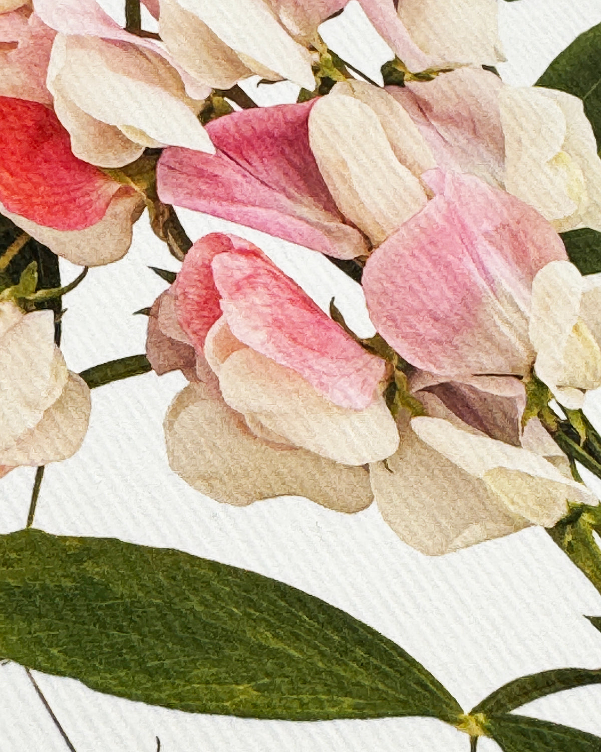 Pink Sweet Peas Greeting Card