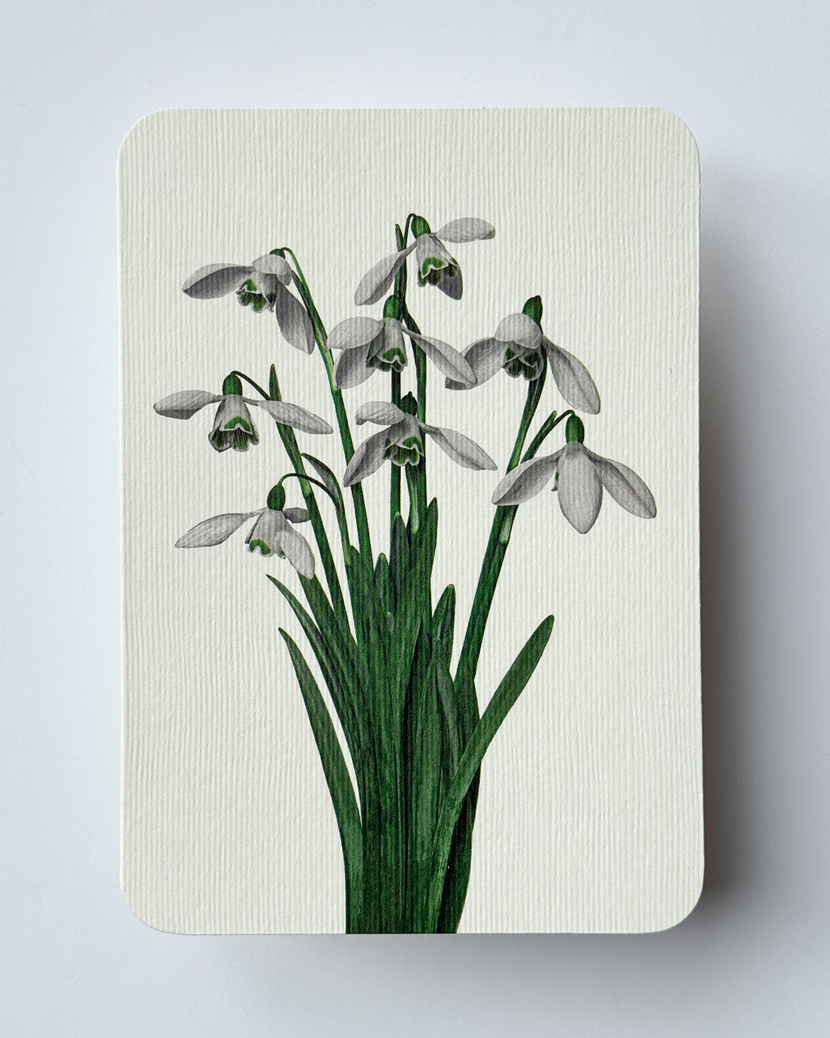 Snowdrops Greeting Card