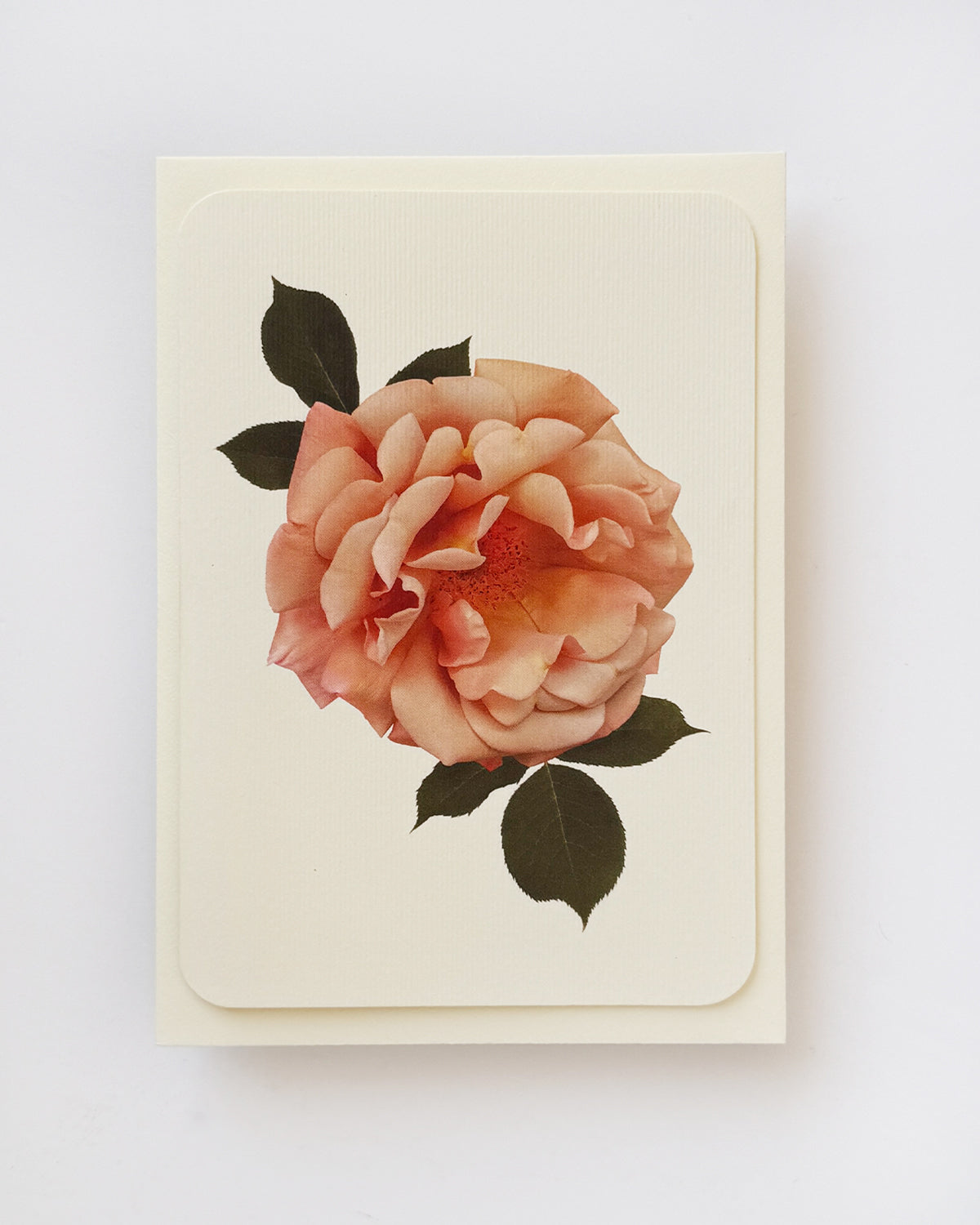 Antique Blush Rose Greeting Card