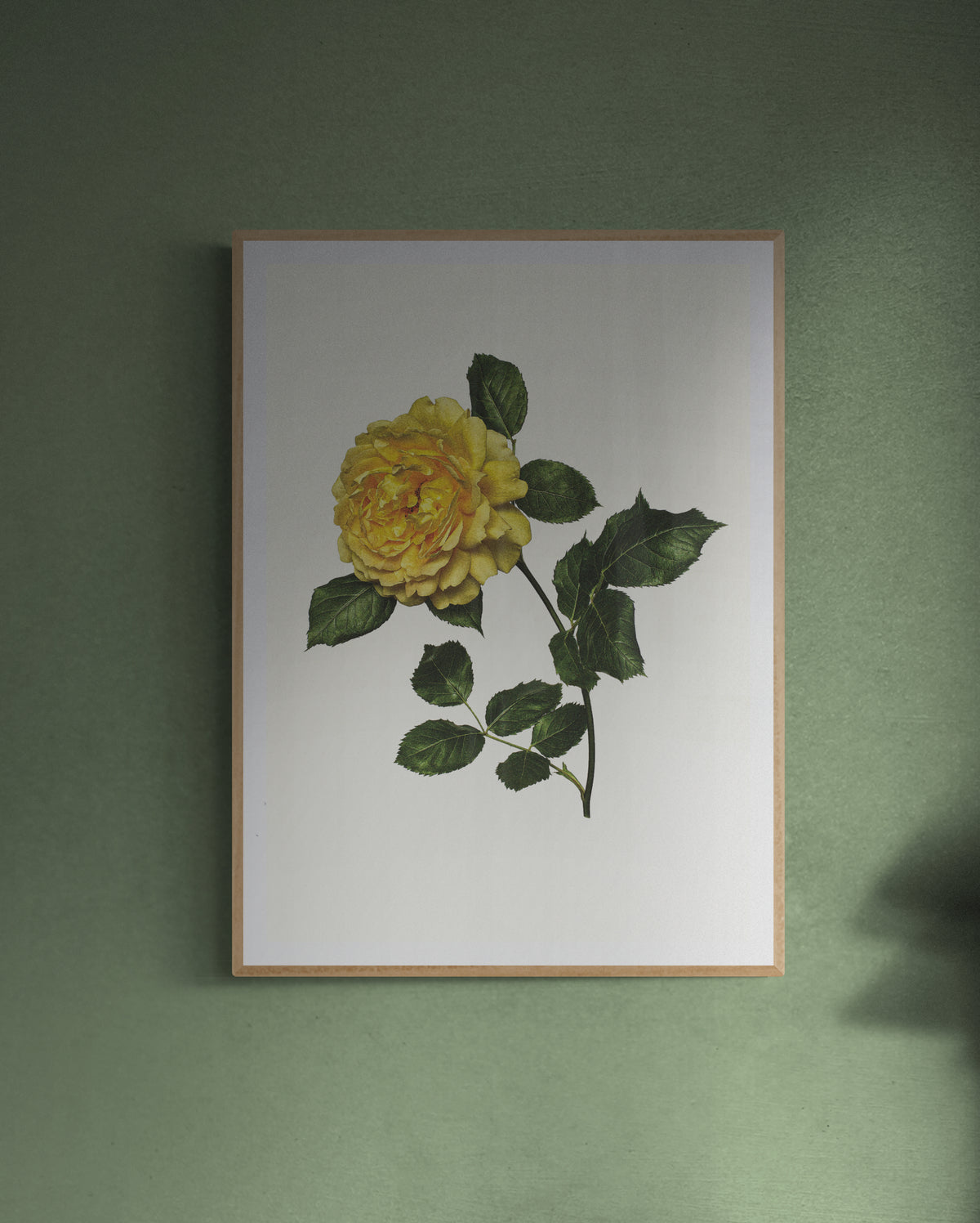 Antique roses print Yellow buying Roses