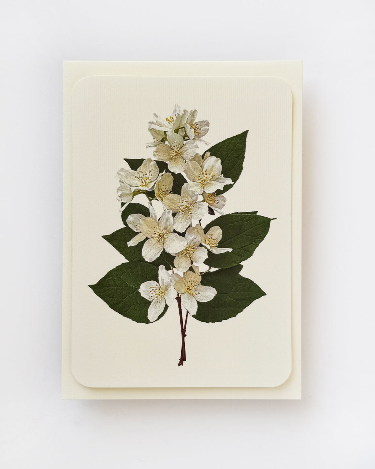 Mock Orange Flower Greeting Card