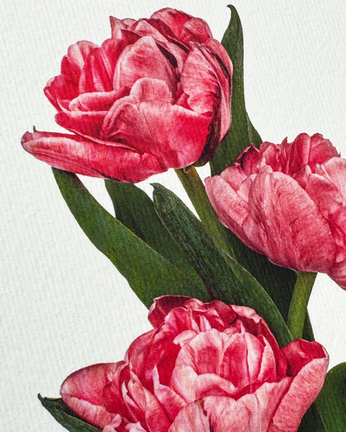 Pink Tulips Greeting Card