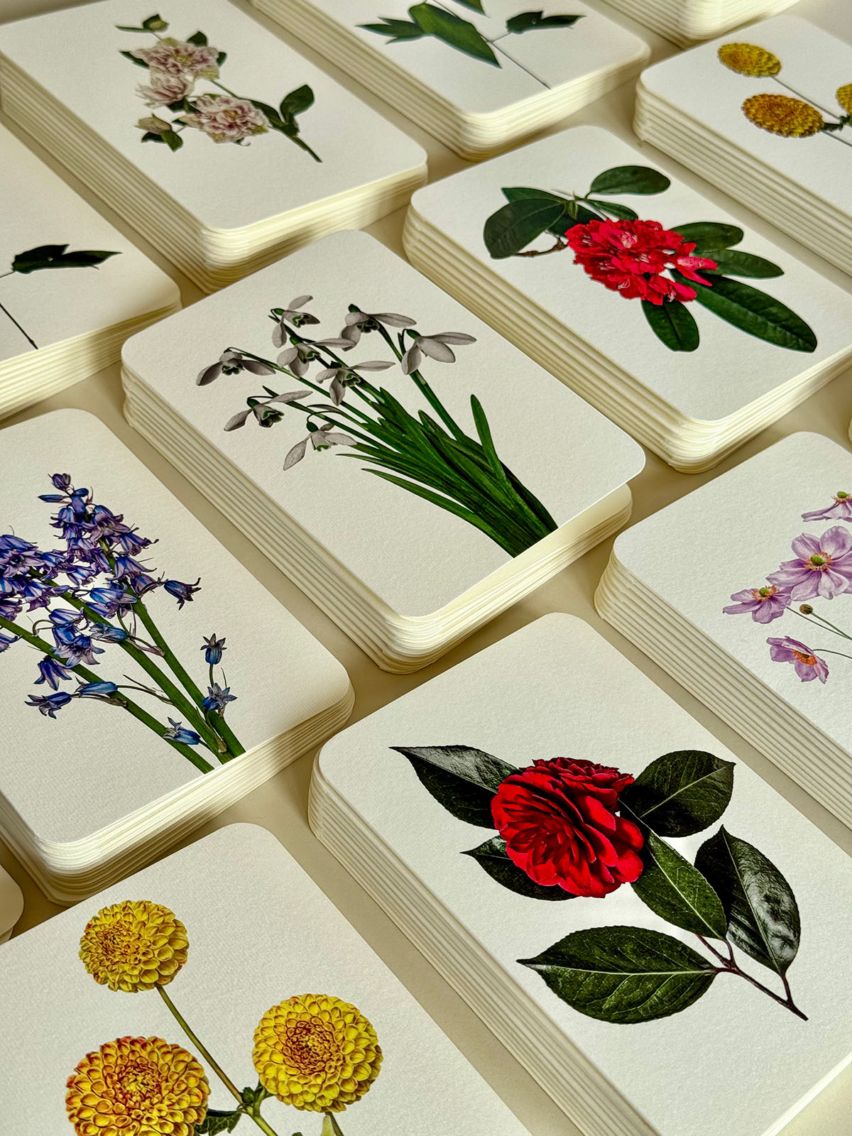 Seasonal Garden Flowers