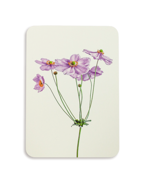 Anemone Greeting Card