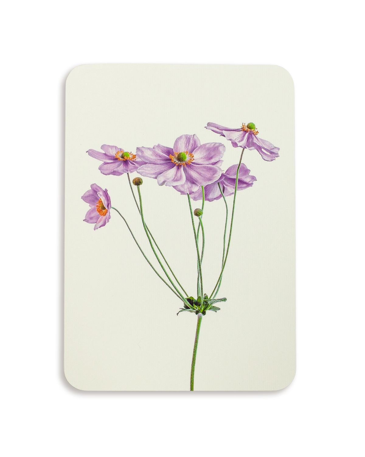 Anemone Greeting Card