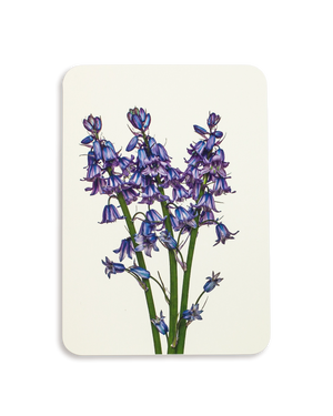 Bluebells Greeting Card