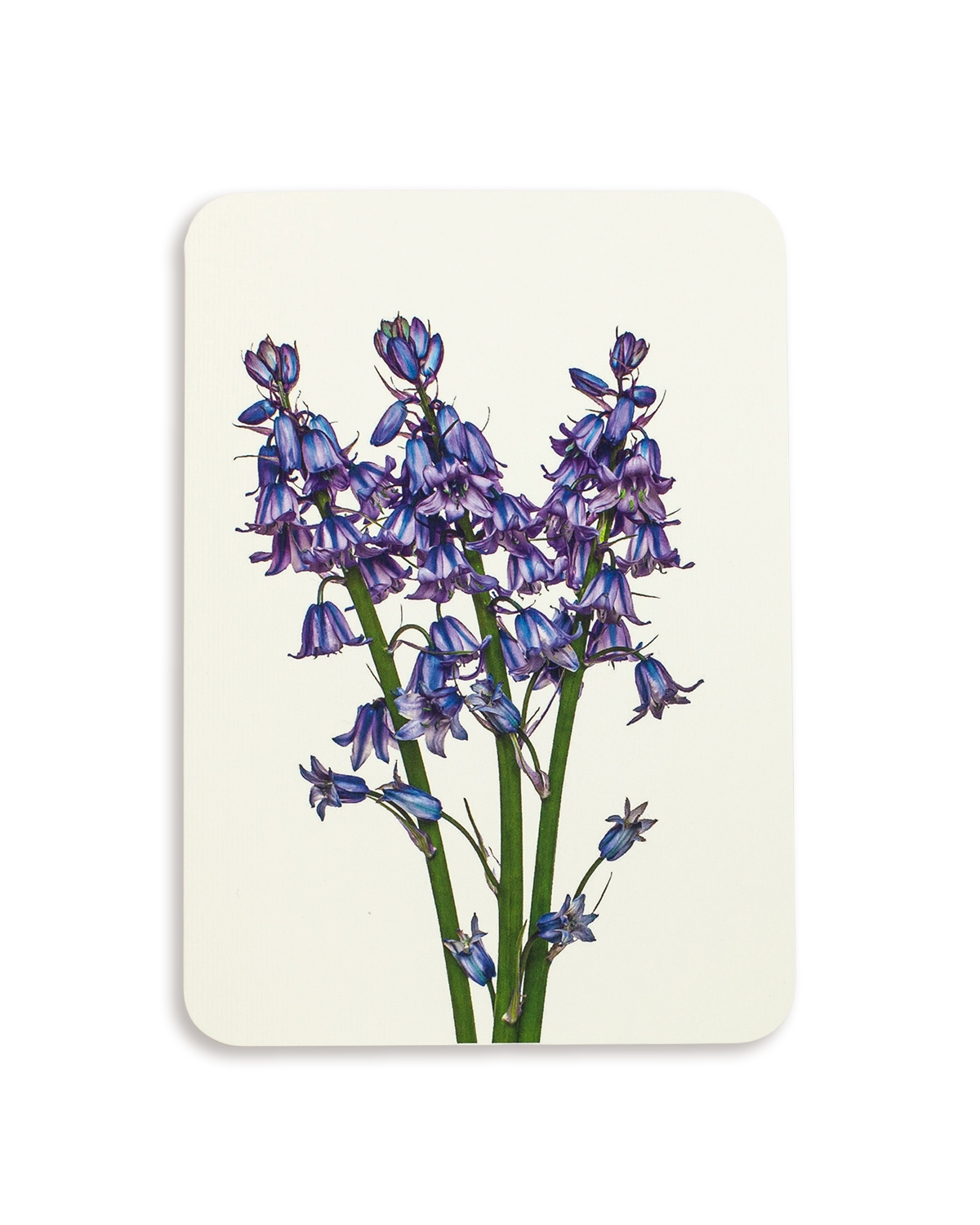 Bluebells Greeting Card