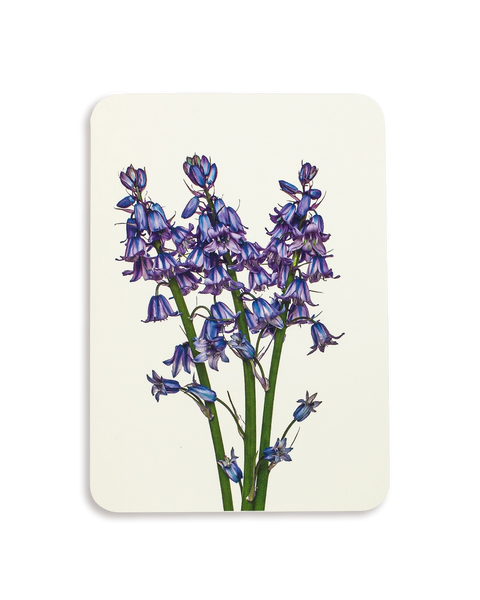 Bluebells Greeting Card