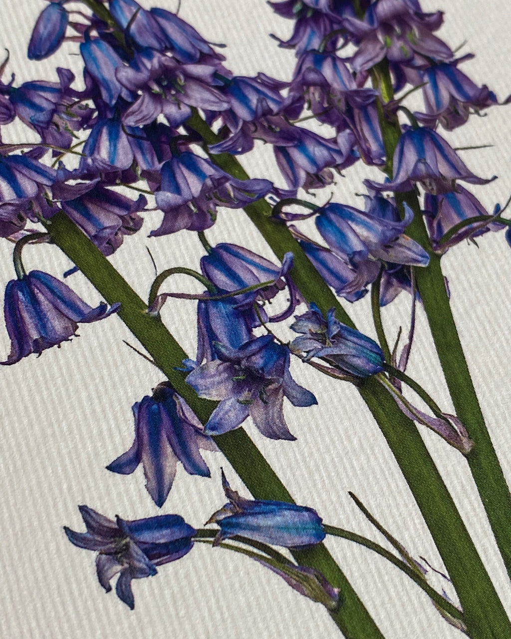 Bluebells Greeting Card