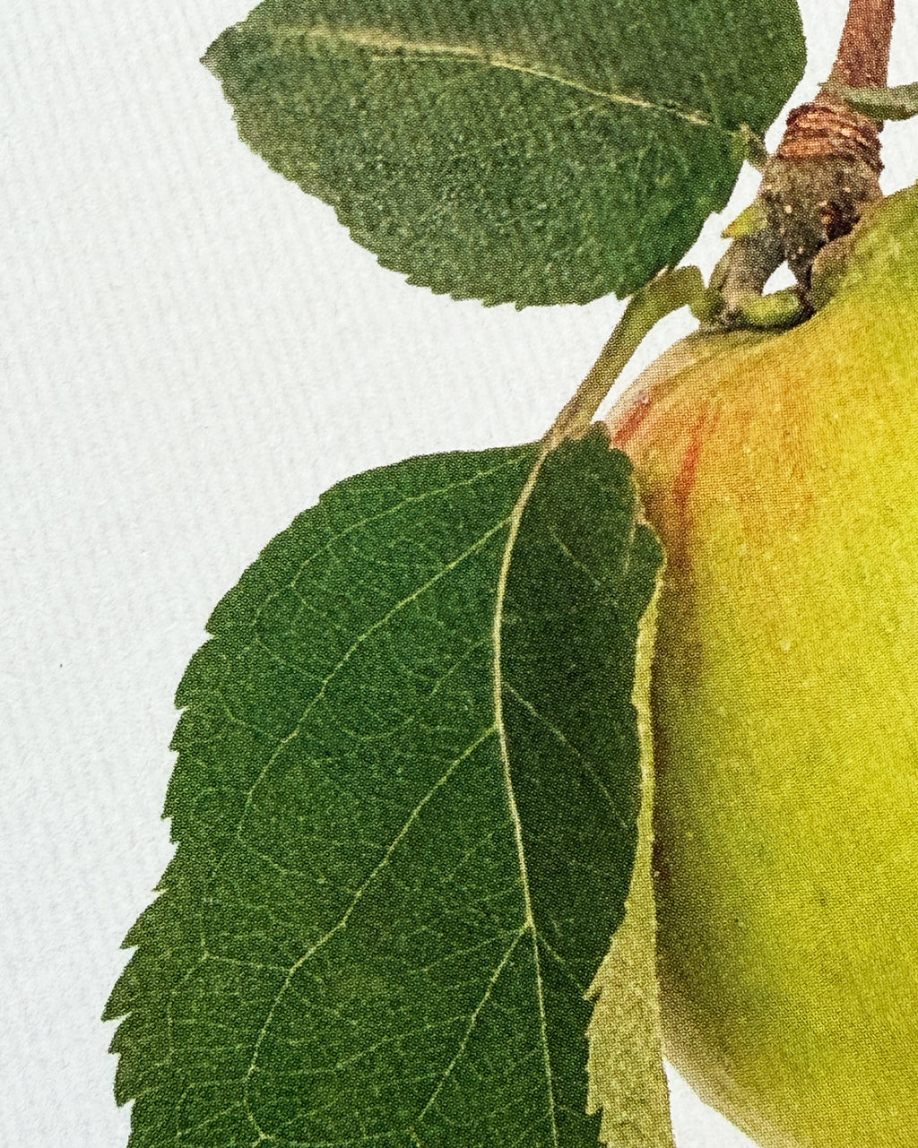 Bramley Apple Greeting Card
