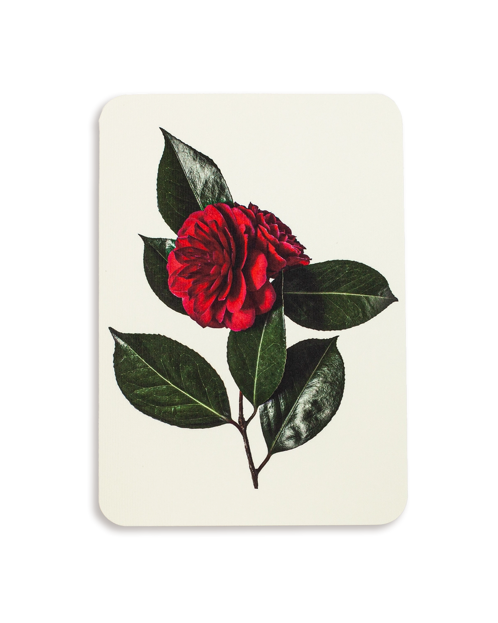 Camellia Greeting Card