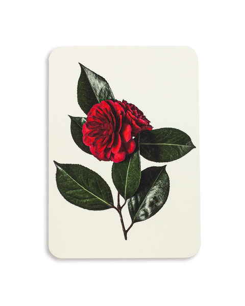 Camellia Greeting Card