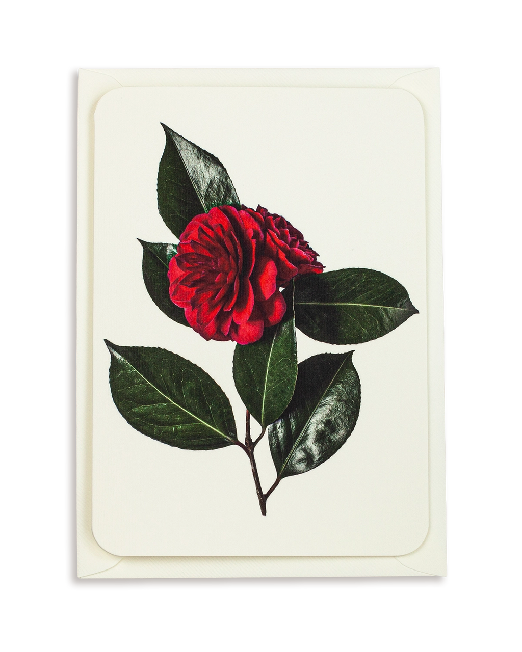 Camellia Greeting Card