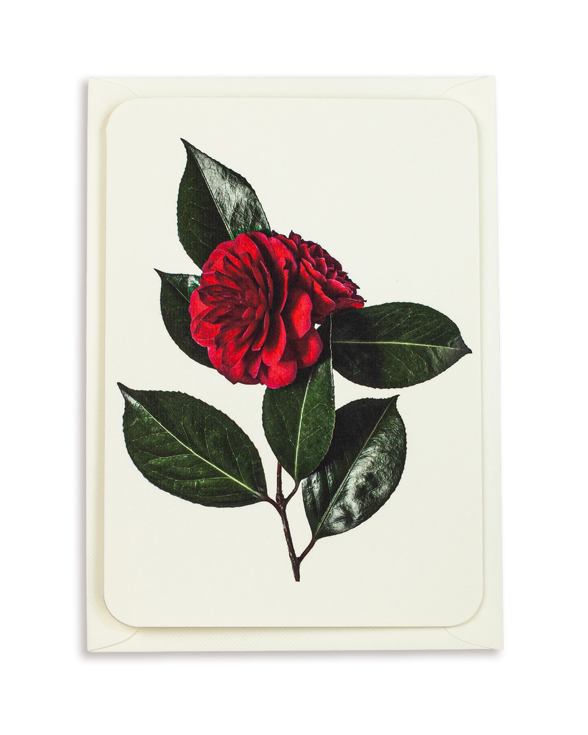 Camellia Greeting Card