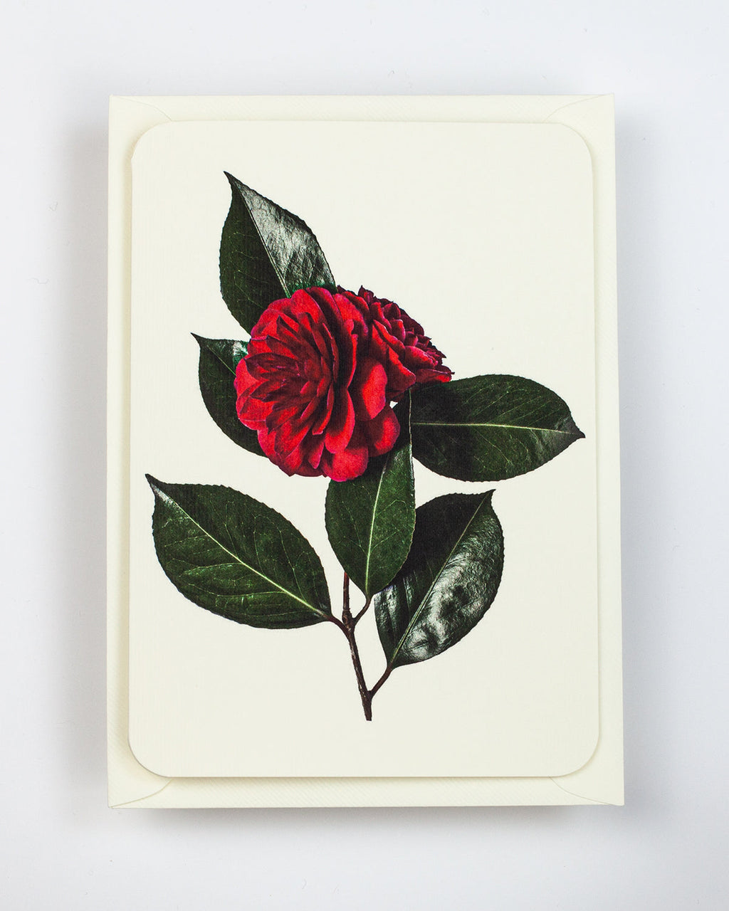 Camellia Greeting Card