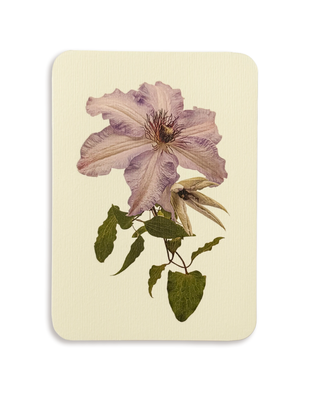 Clematis II Greeting Card