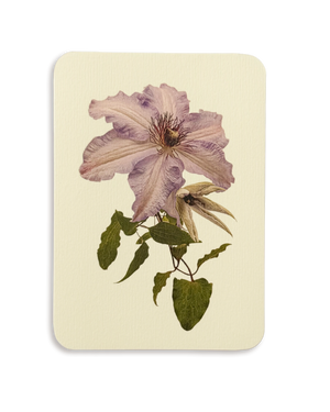 Clematis II Greeting Card