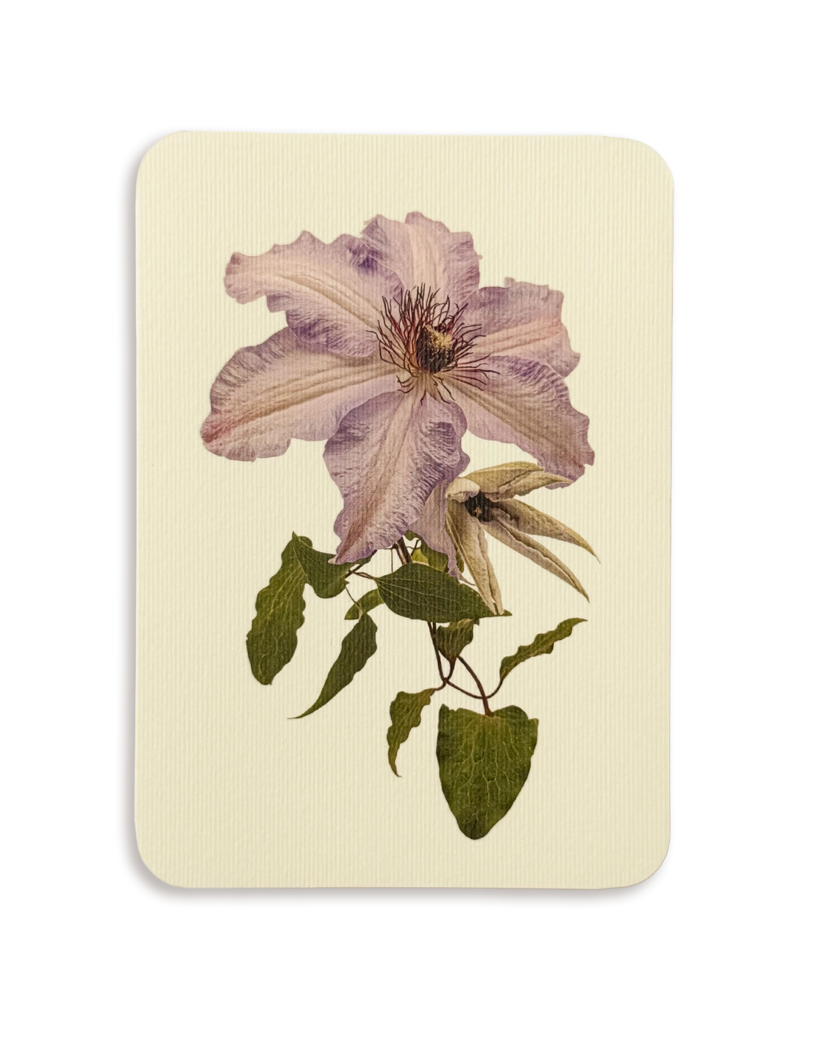 Clematis II Greeting Card