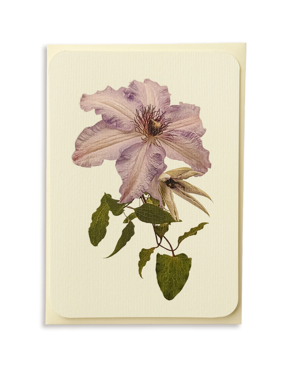 Clematis II Greeting Card
