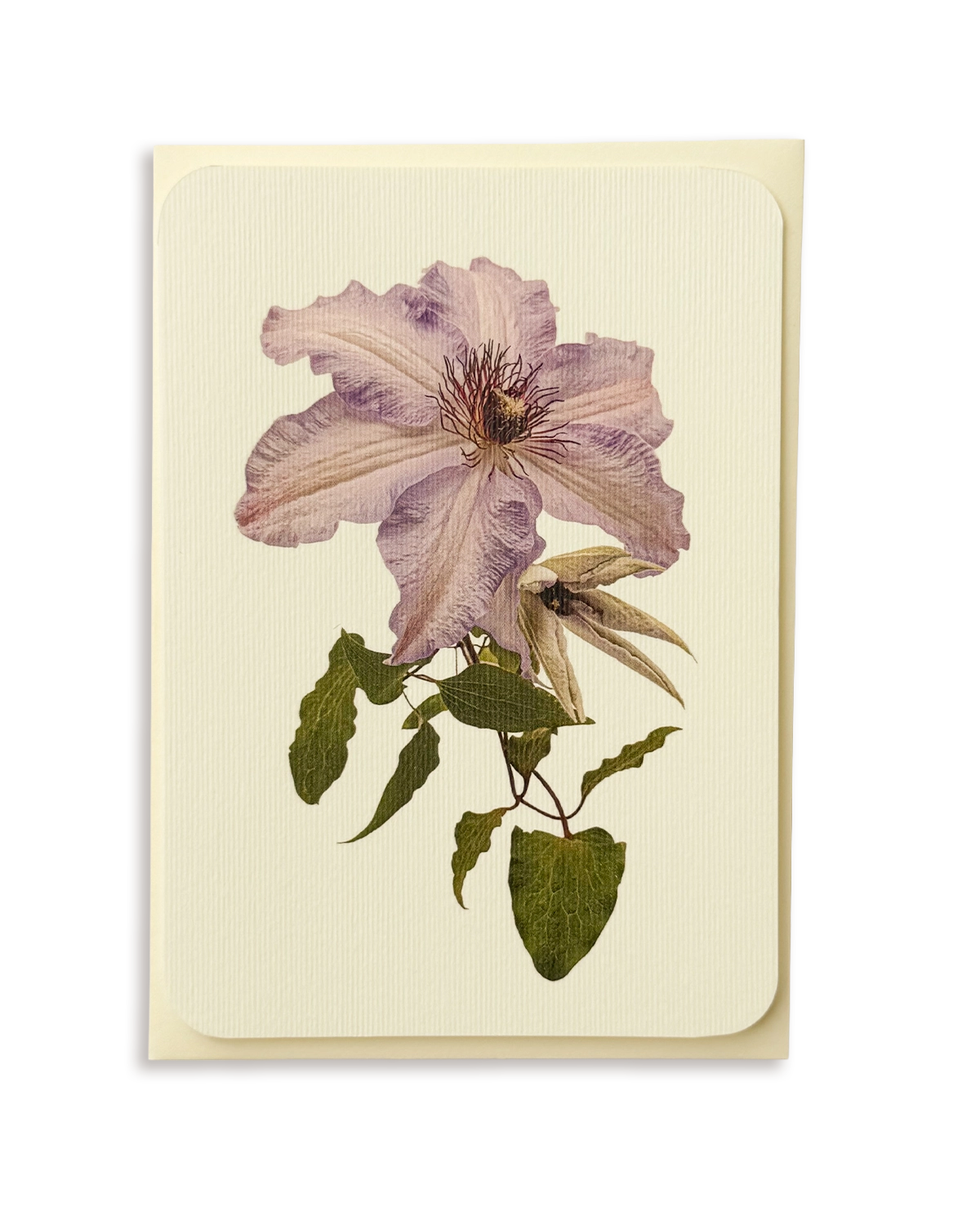Clematis II Greeting Card
