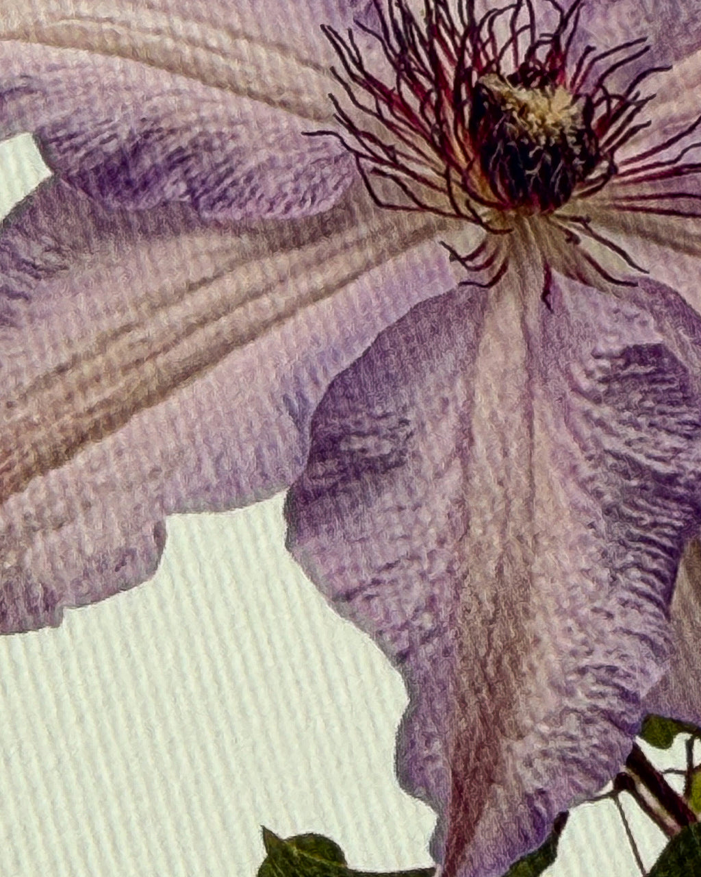 Clematis II Greeting Card