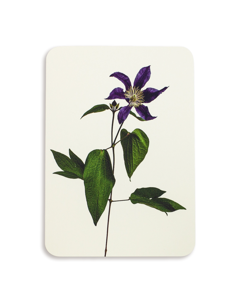 Clematis Greeting Card
