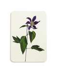 Clematis Greeting Card