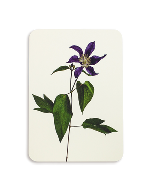 Clematis Greeting Card