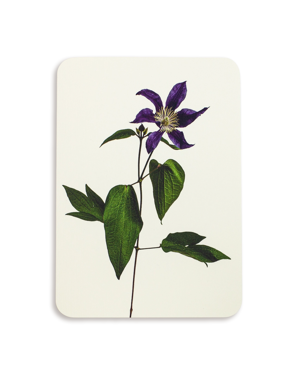 Clematis Greeting Card