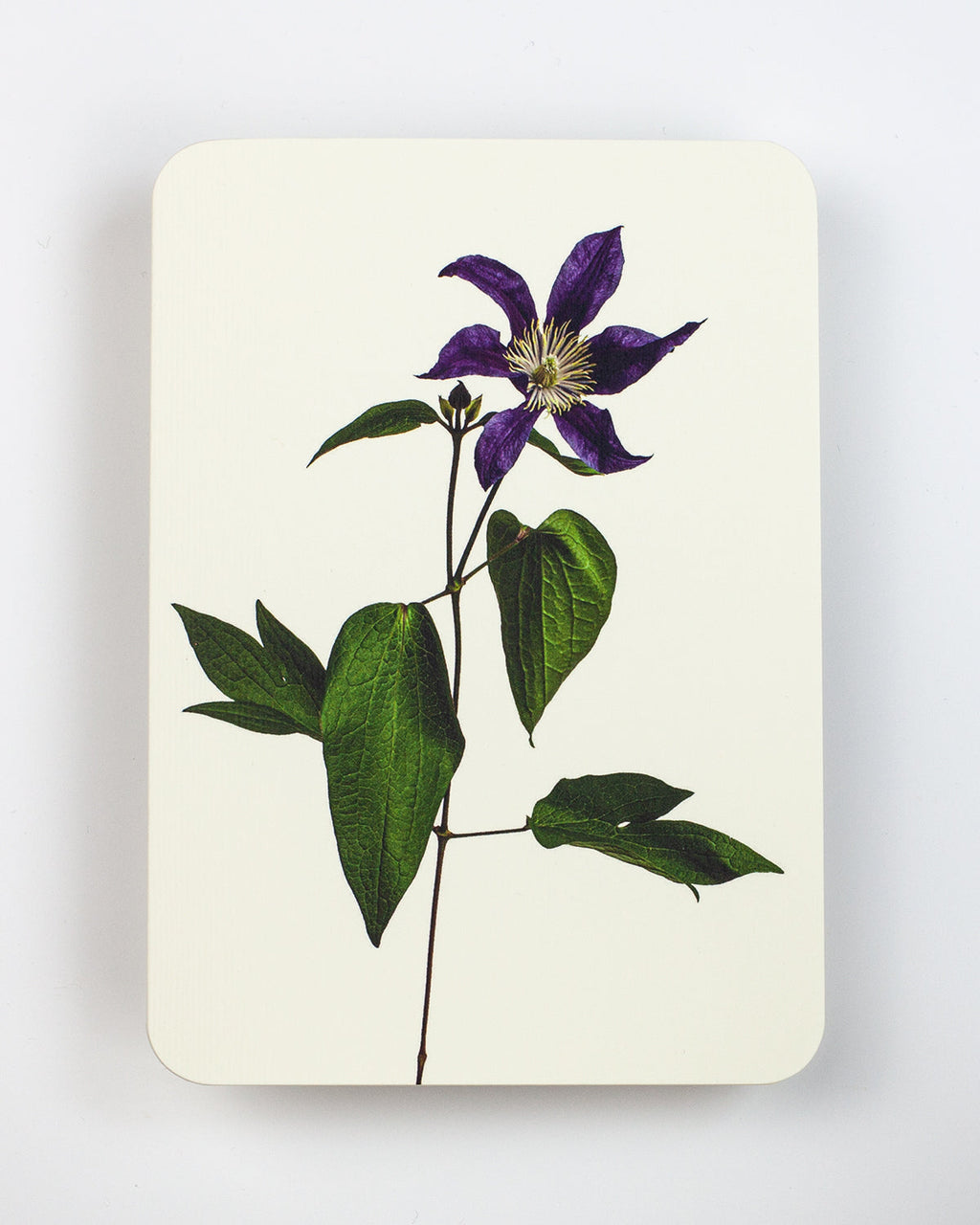 Clematis Greeting Card