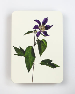 Clematis Greeting Card