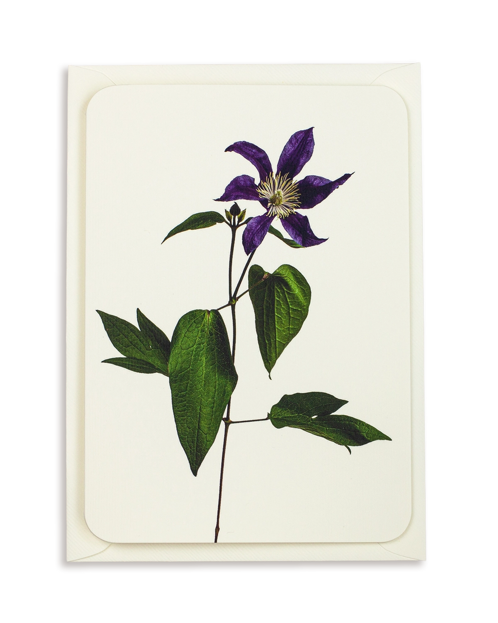 Clematis Greeting Card