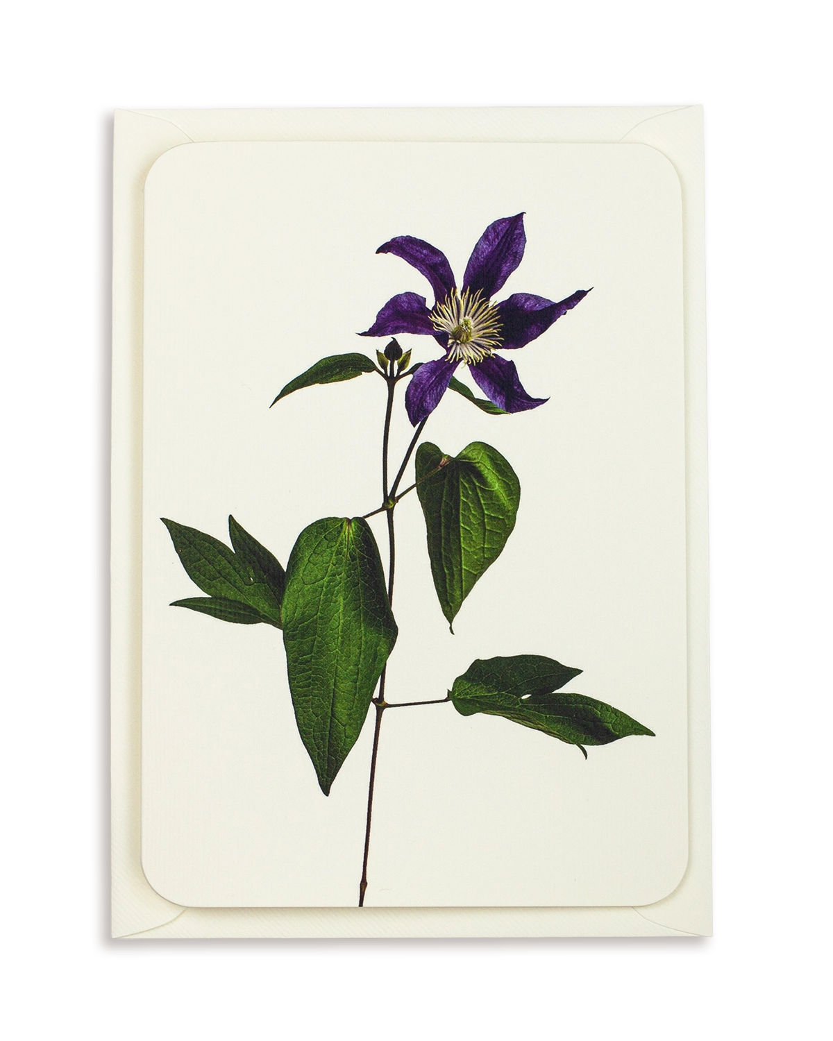 Clematis Greeting Card