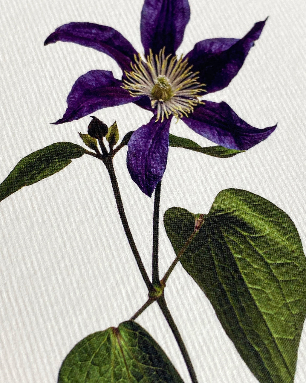 Clematis Greeting Card
