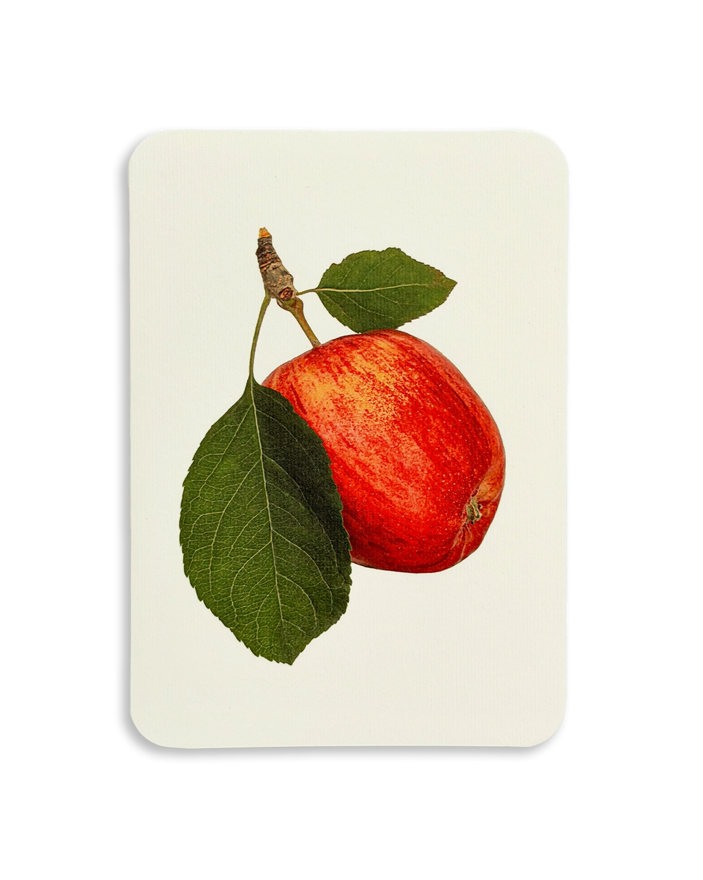 Cox's Orange Pippin Apple Greeting Card