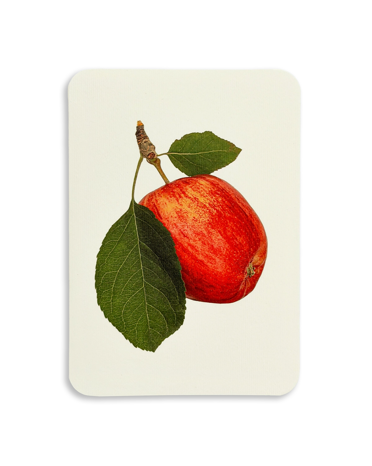 Cox's Orange Pippin Apple Greeting Card
