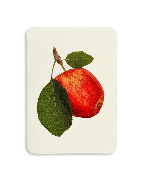 Cox's Orange Pippin Apple Greeting Card