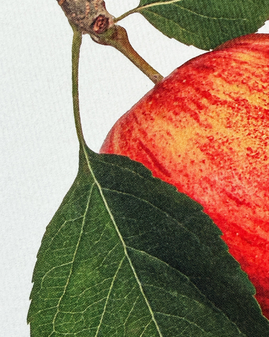 Cox's Orange Pippin Apple Greeting Card