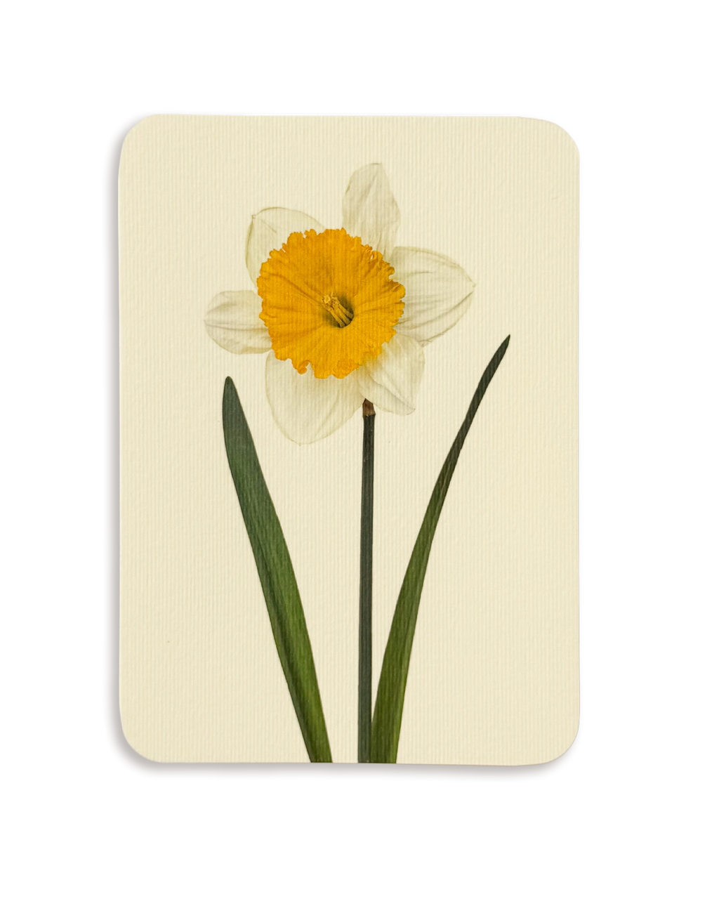 Daffodil Greeting Card