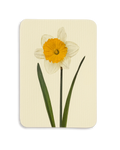 Daffodil Greeting Card