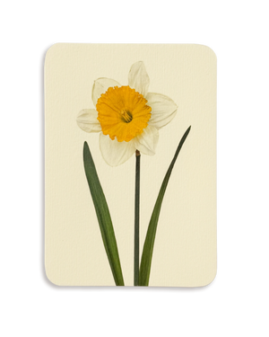 Daffodil Greeting Card
