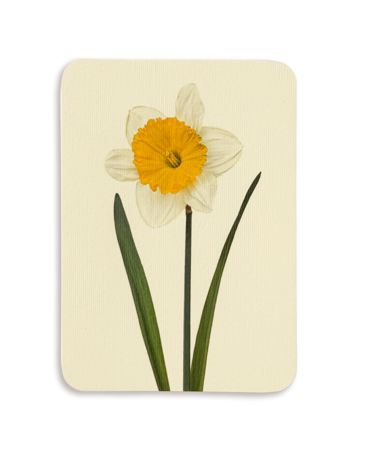 Daffodil Greeting Card