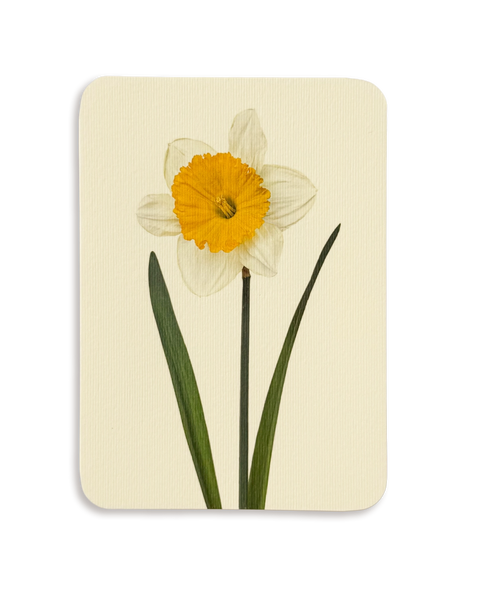 Daffodil Greeting Card