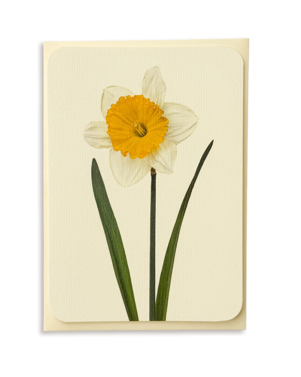 Daffodil Greeting Card