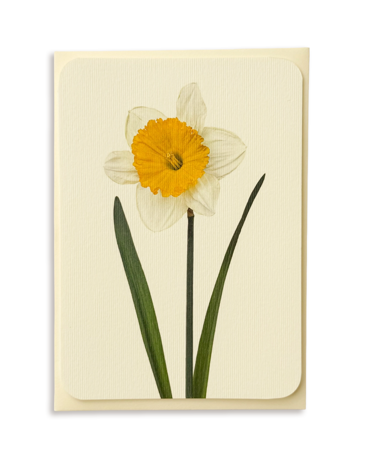 Daffodil Greeting Card