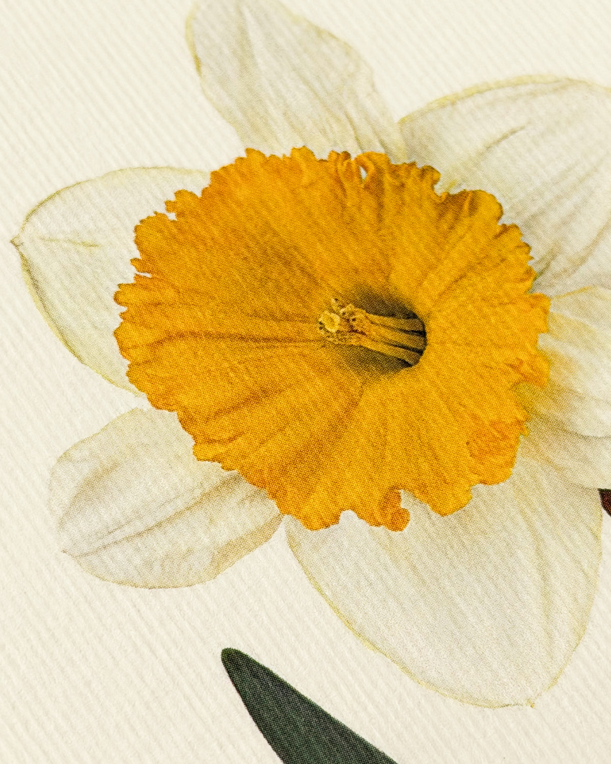 Daffodil Greeting Card