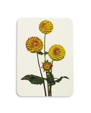 Dahlia Greeting Card