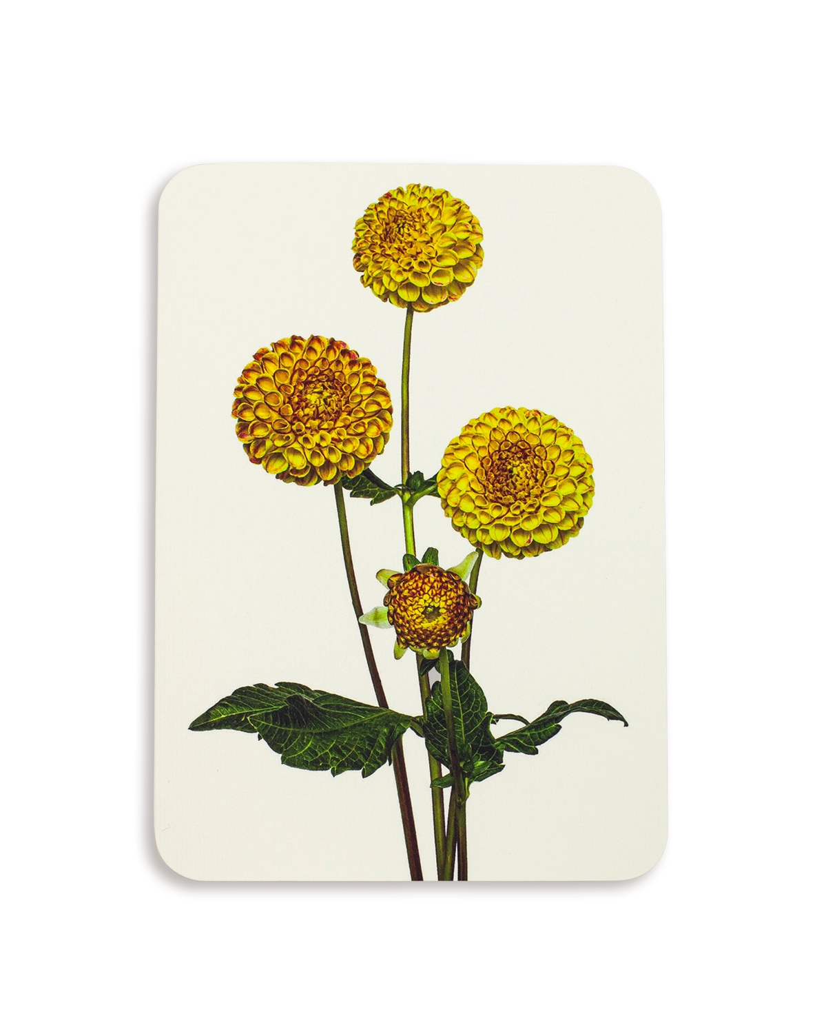 Dahlia Greeting Card