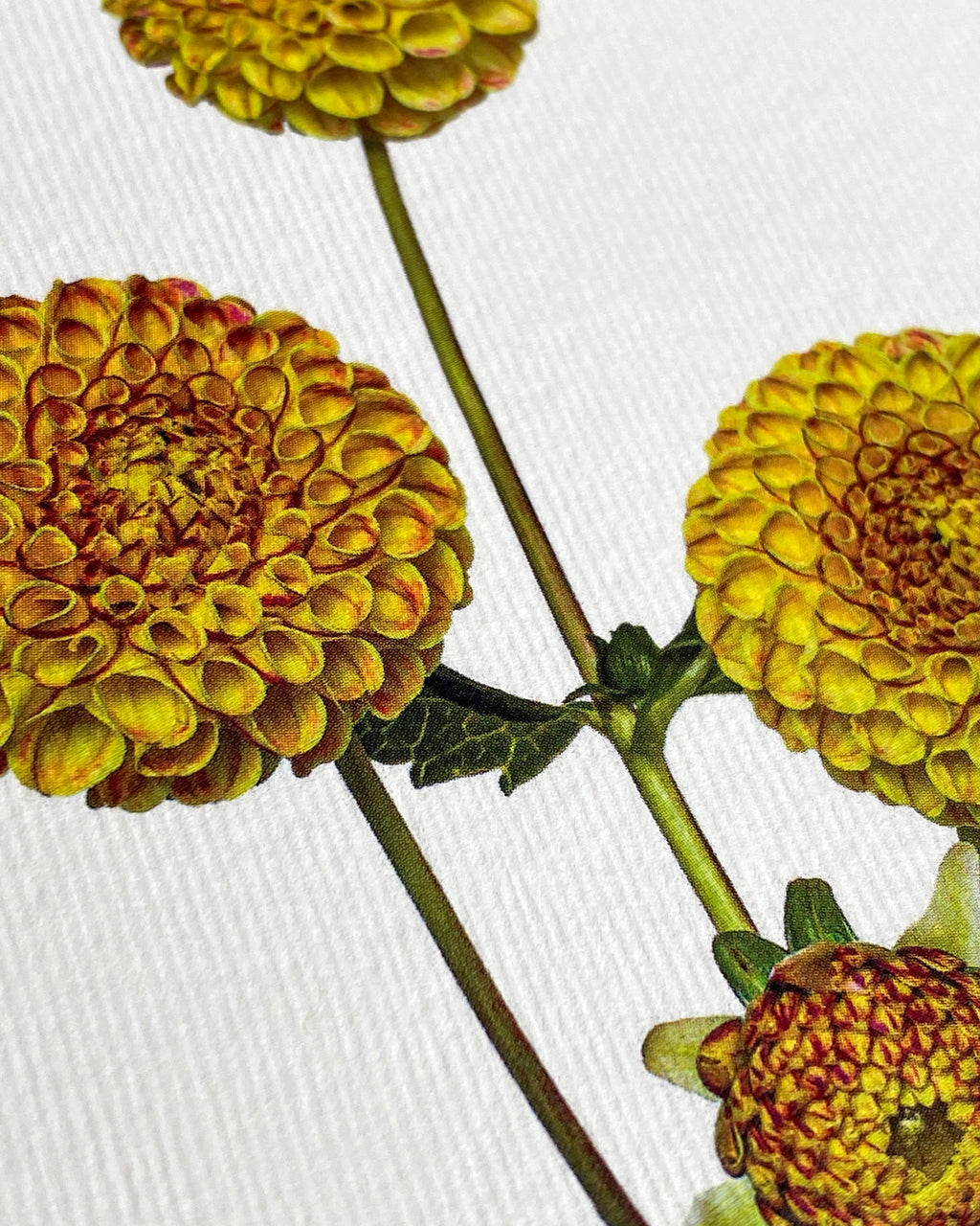 Dahlia Greeting Card